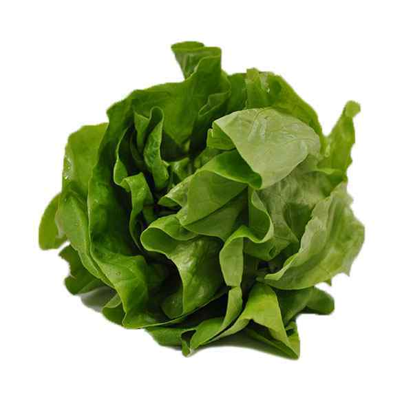 Fresh Round Lettuce